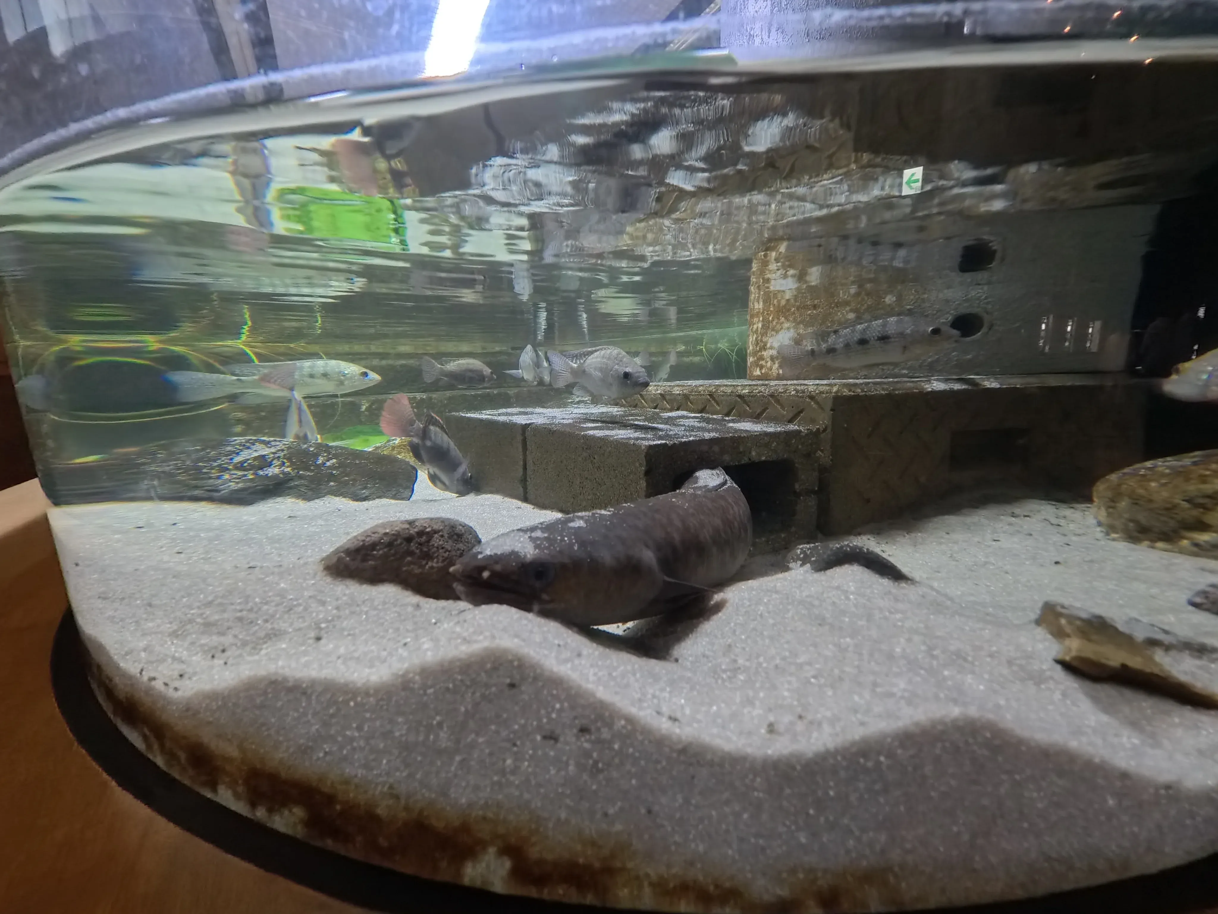 Umitamago Aquarium Fish