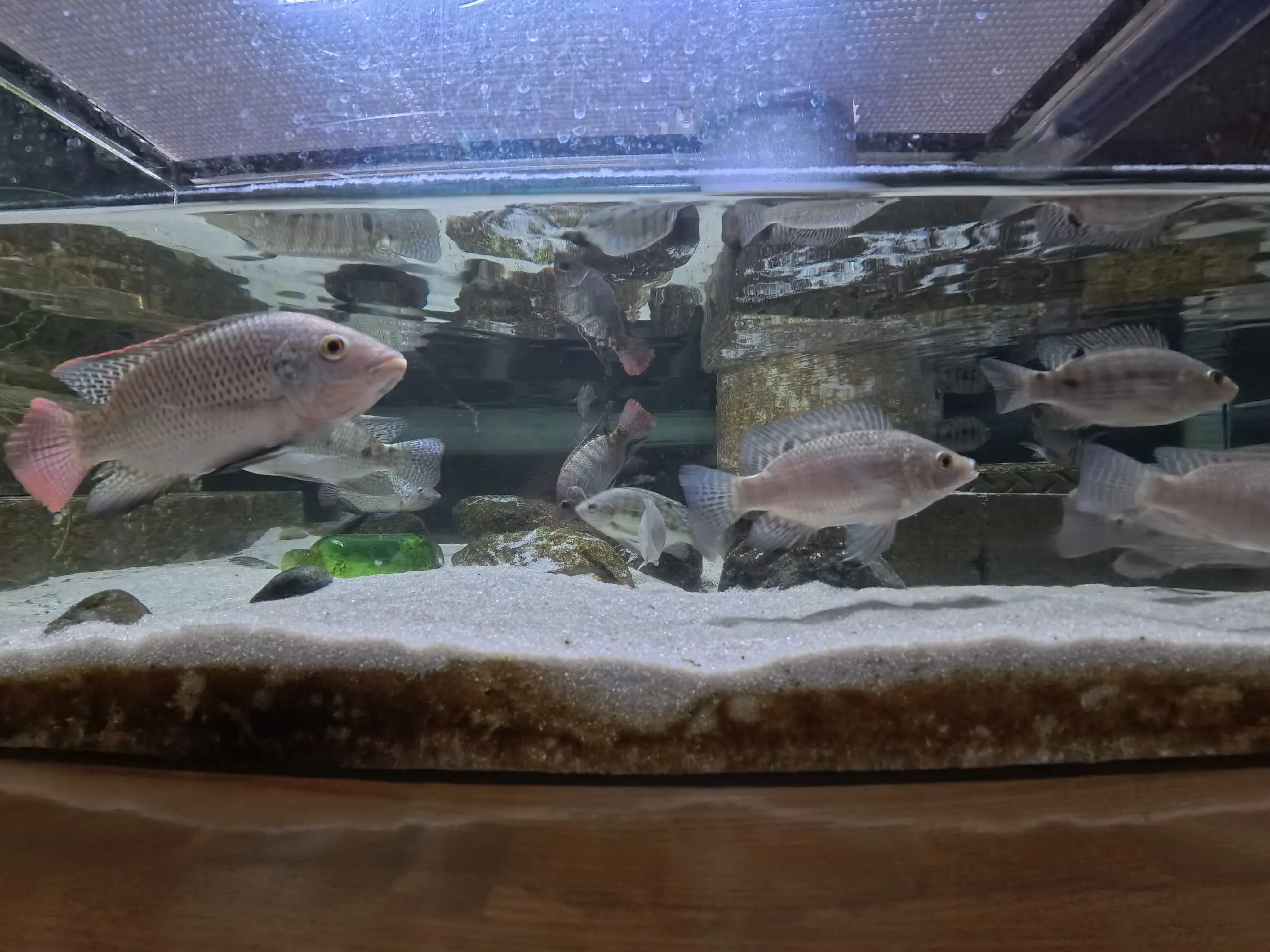 Umitamago Aquarium Fish