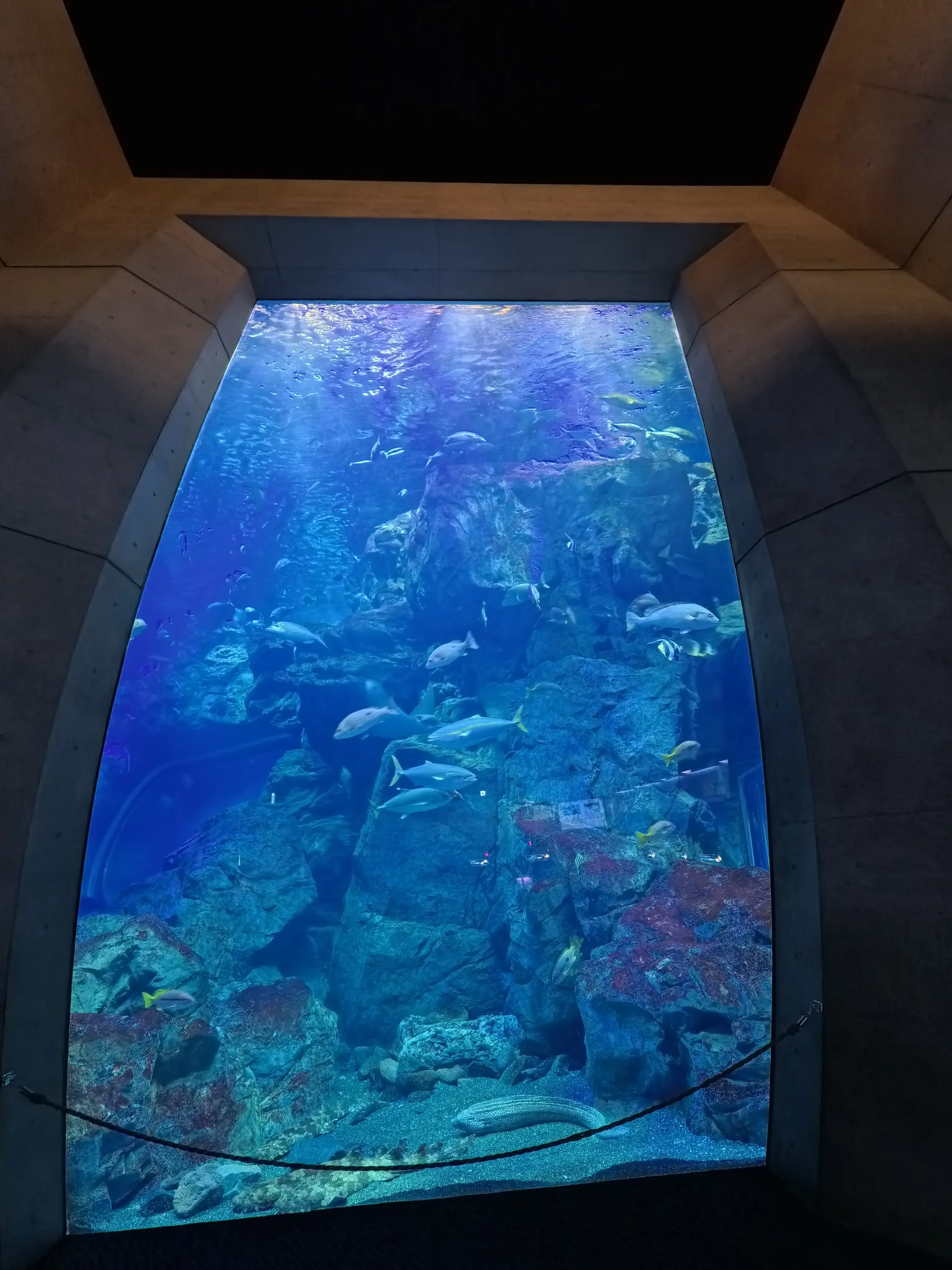 Umitamago Aquarium Fish