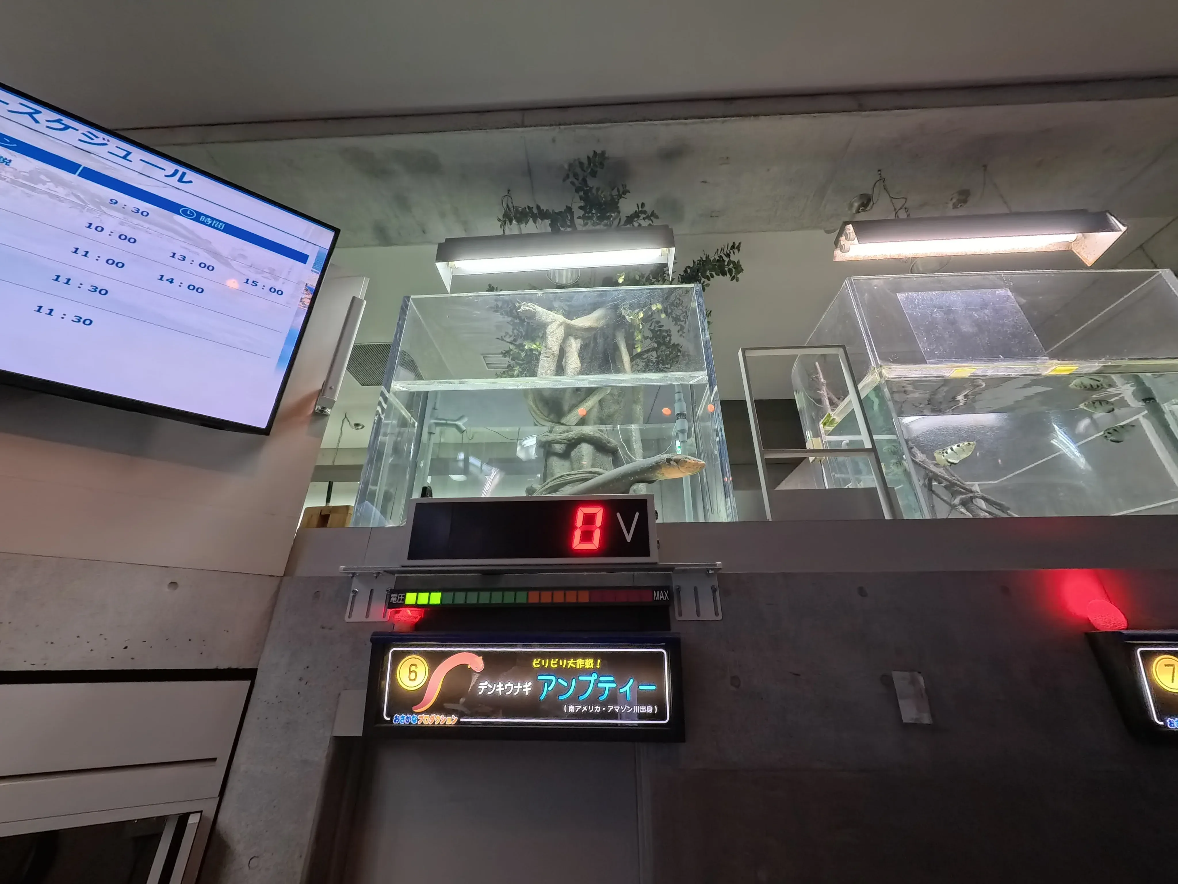 Umitamago Aquarium Electric Eel