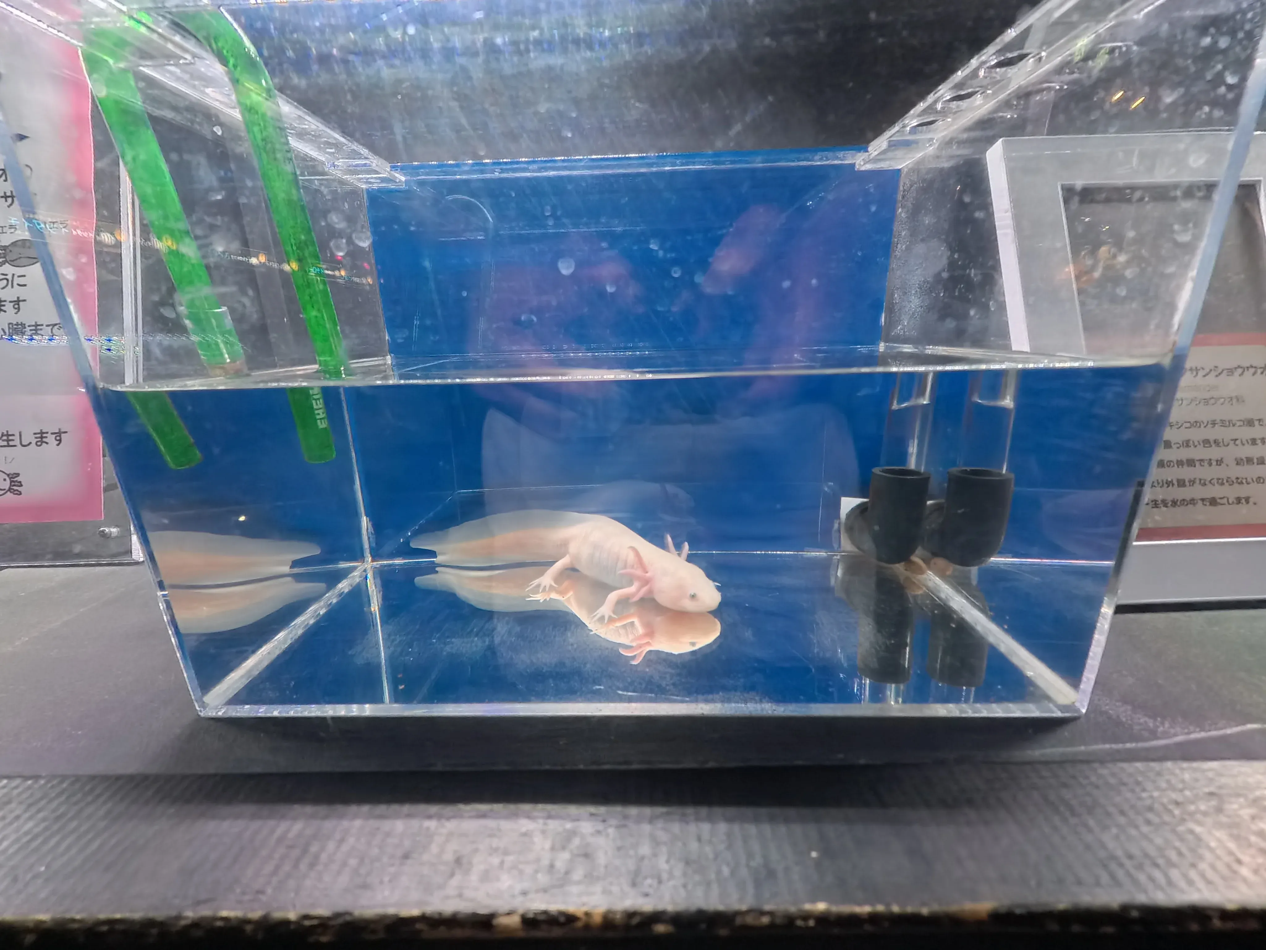 Umitamago Aquarium Baby fish