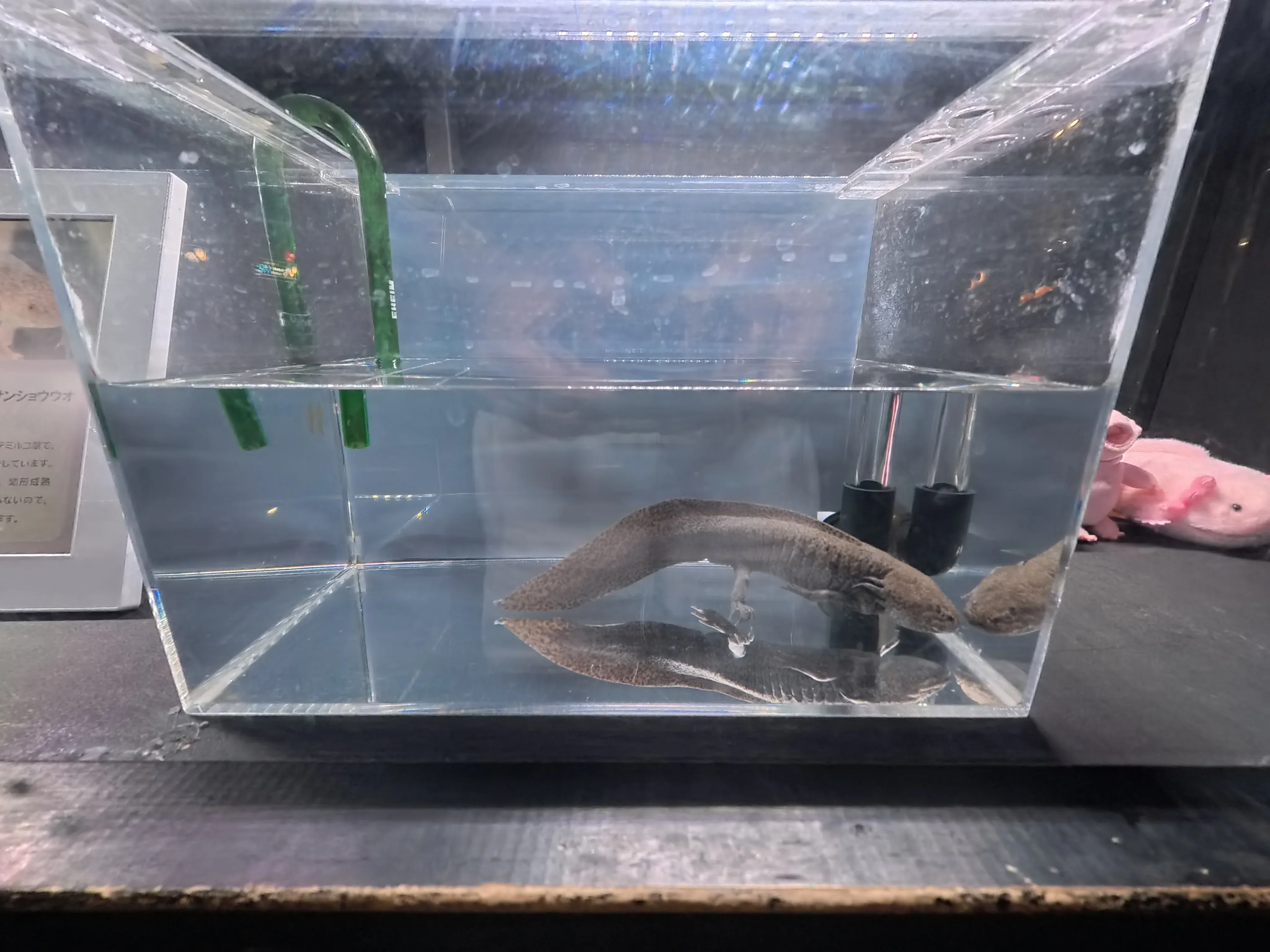 Umitamago Aquarium Baby fish