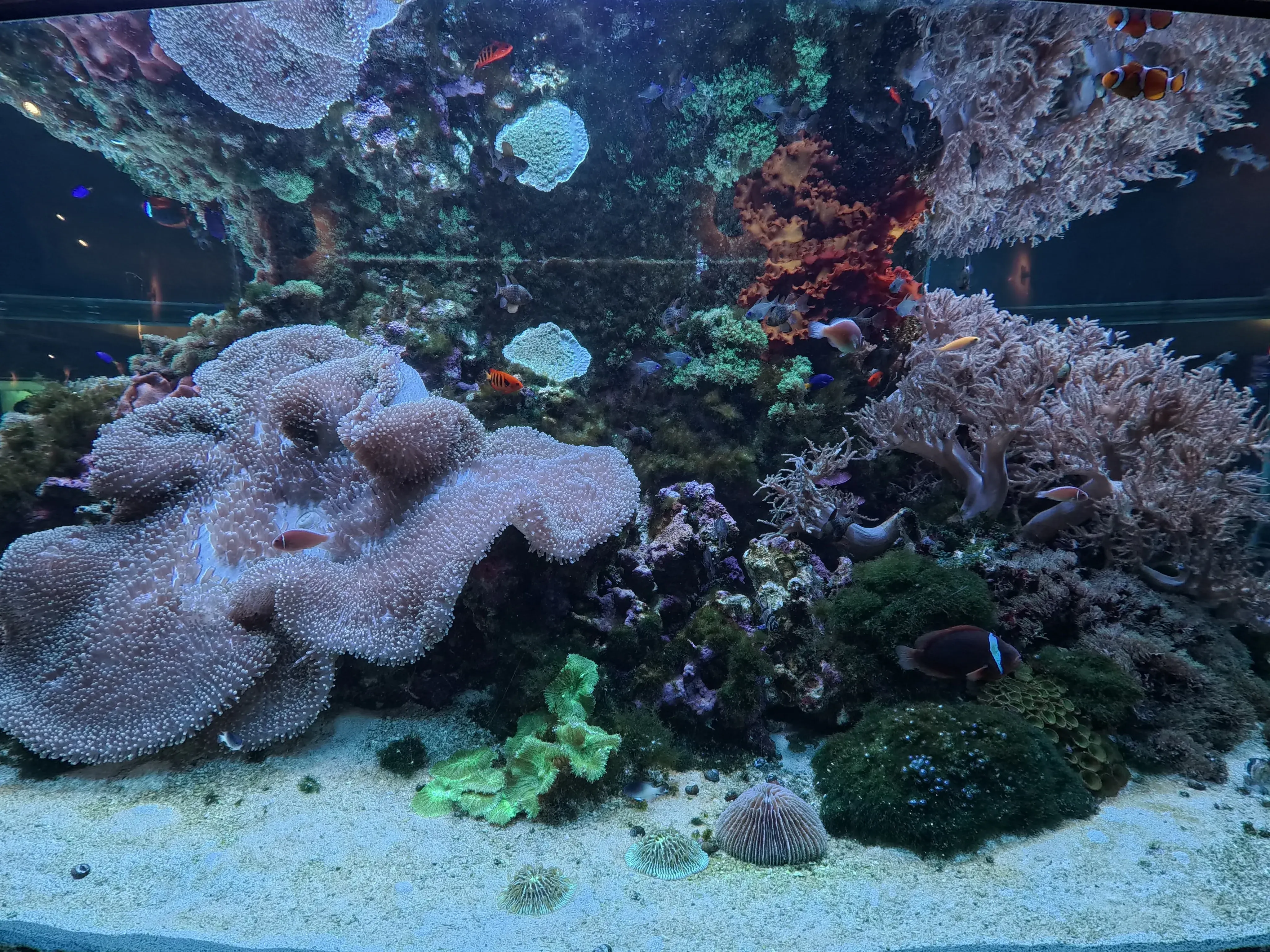 Umitamago Aquarium Fish