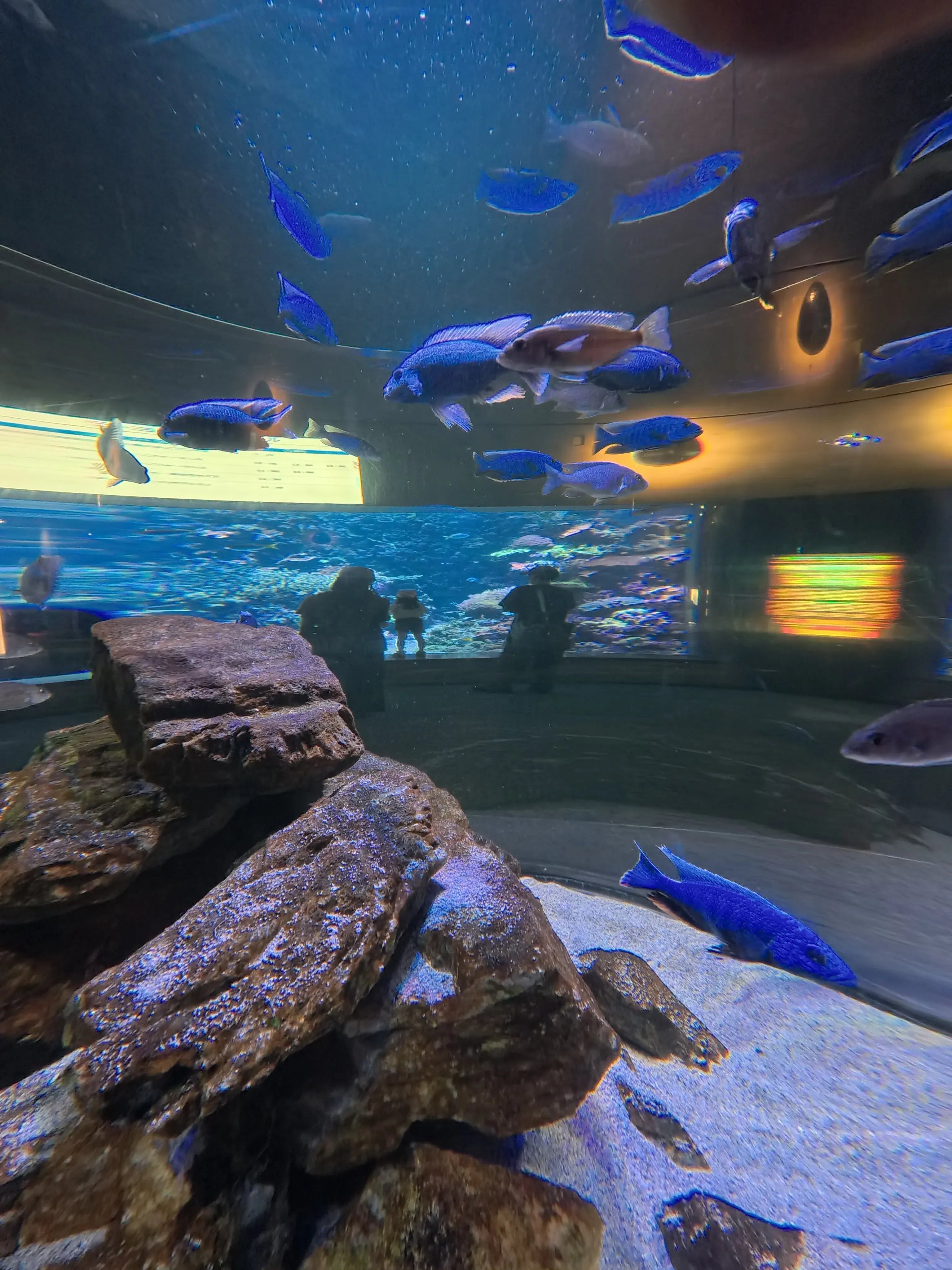 Umitamago Aquarium Fish