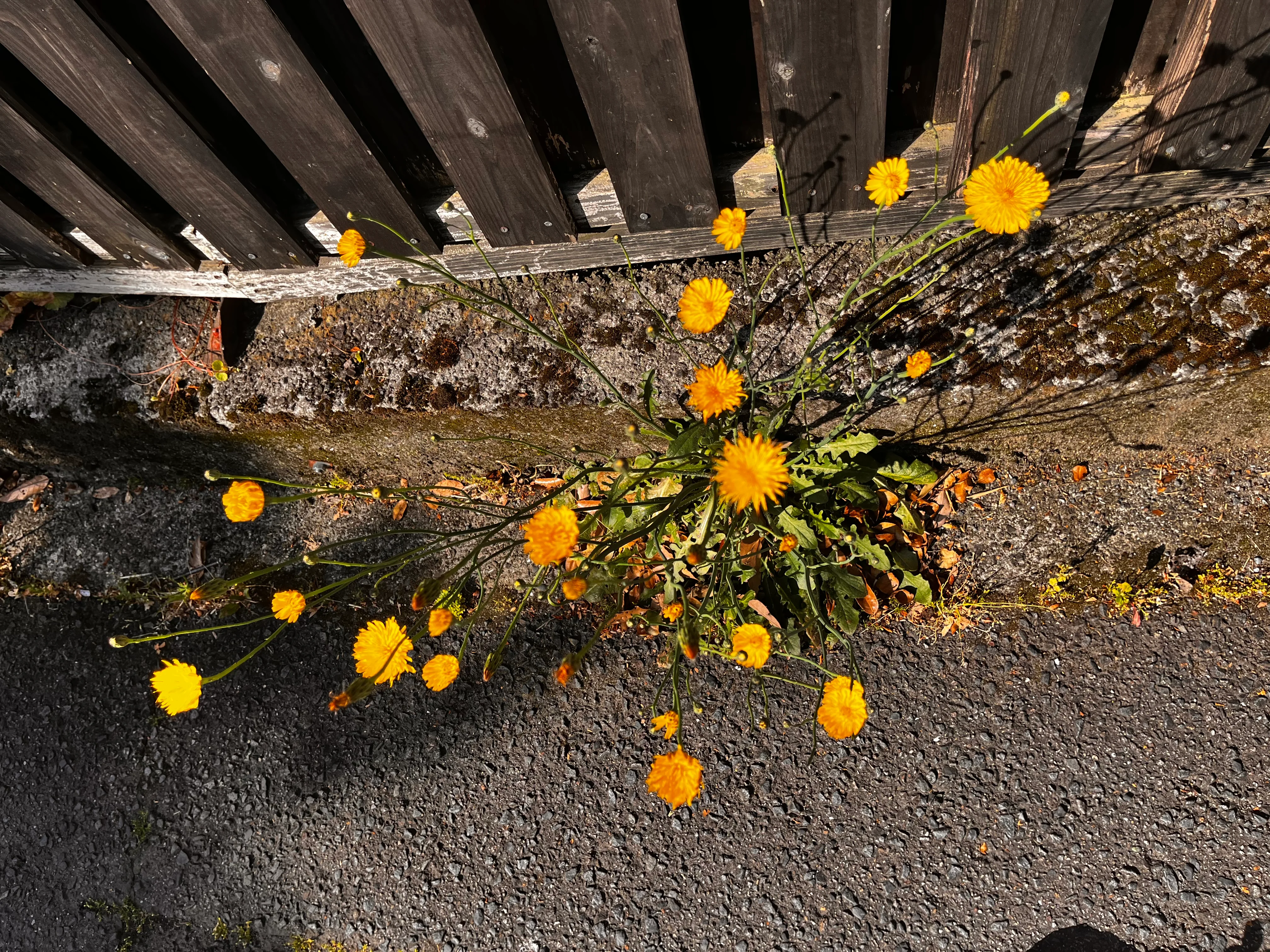 Yufuin Flower
