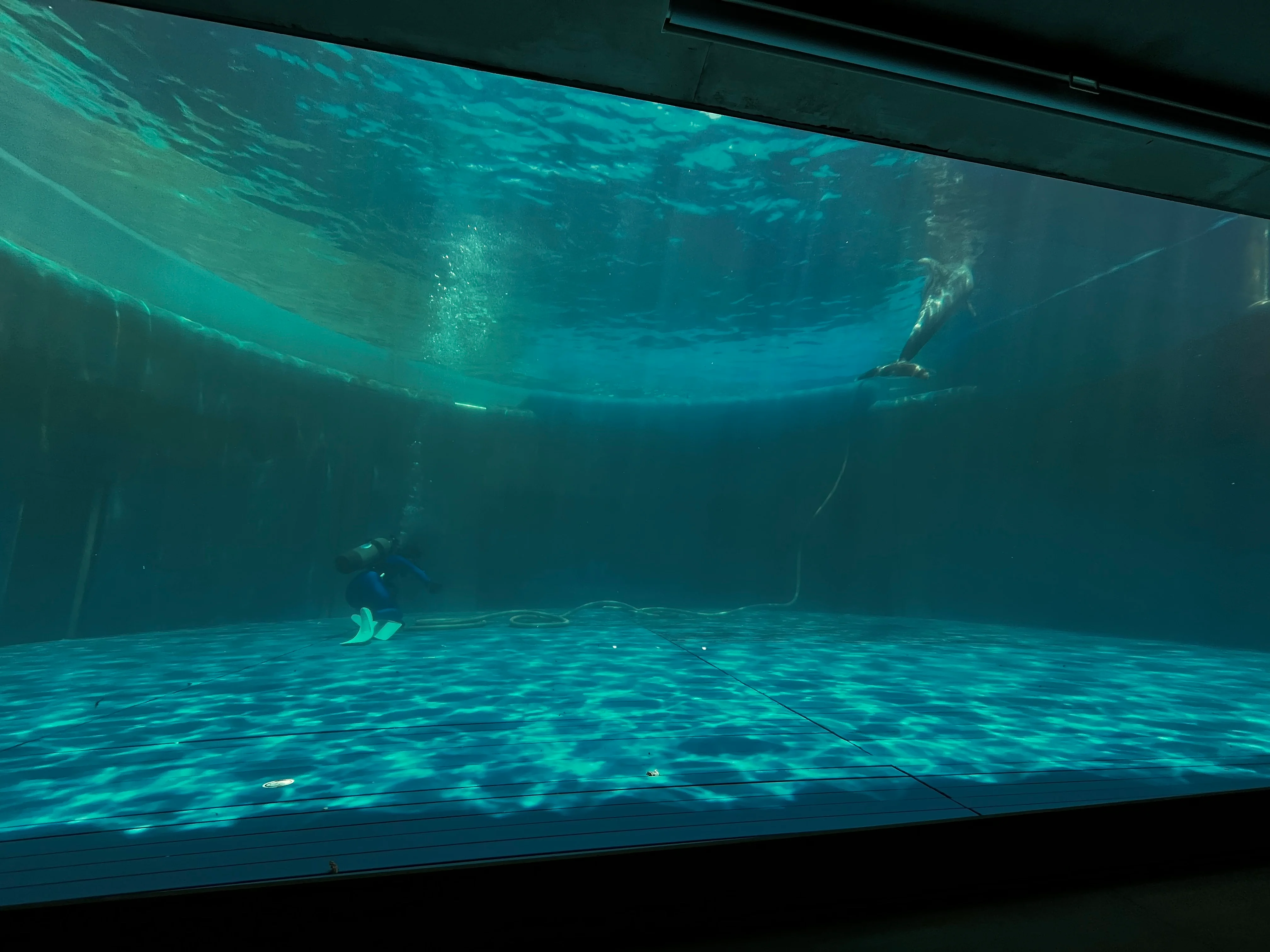 Umitamago Aquarium Dolphin and ppl