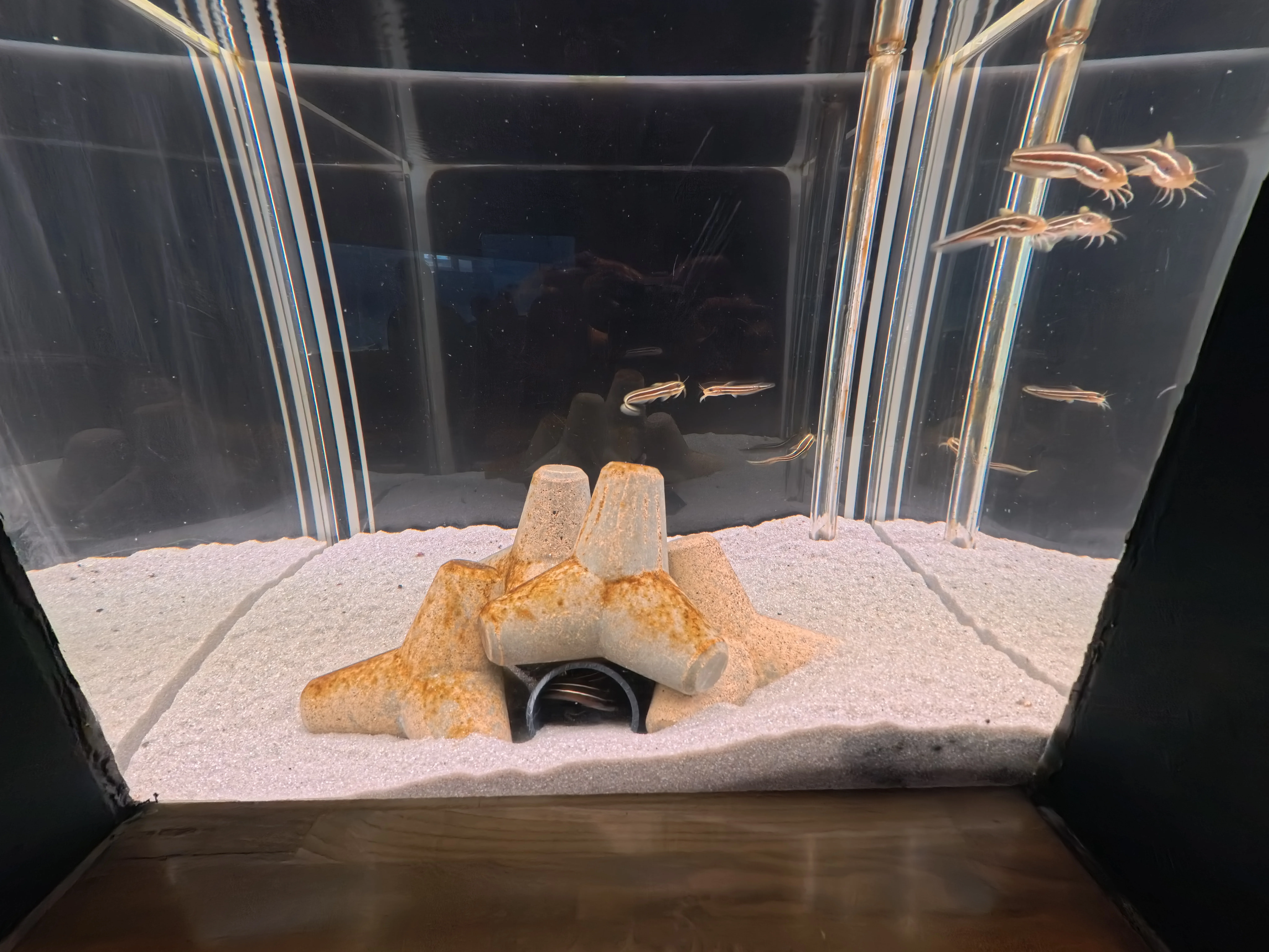 Umitamago Aquarium Fish