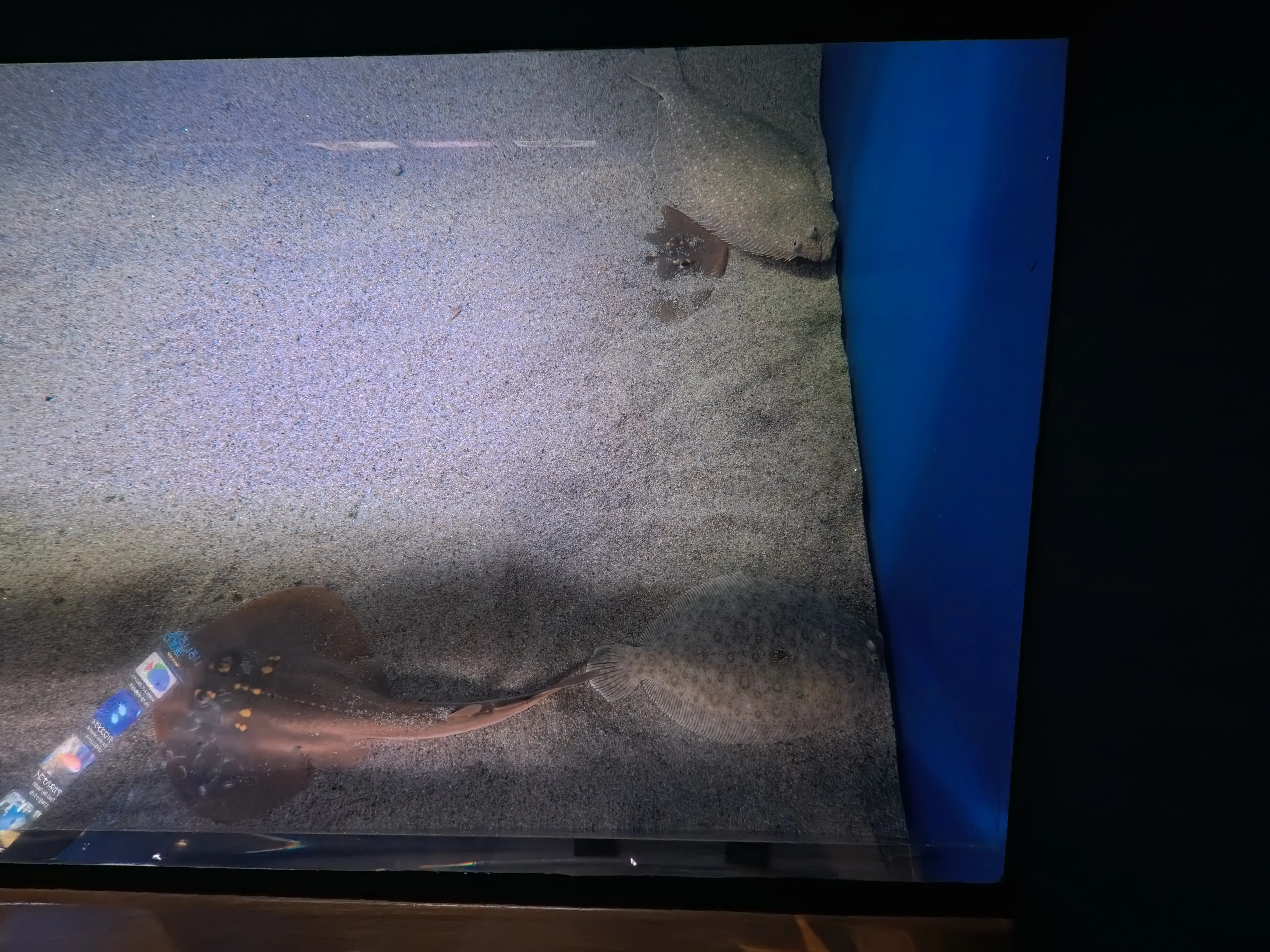 Umitamago Aquarium Fish