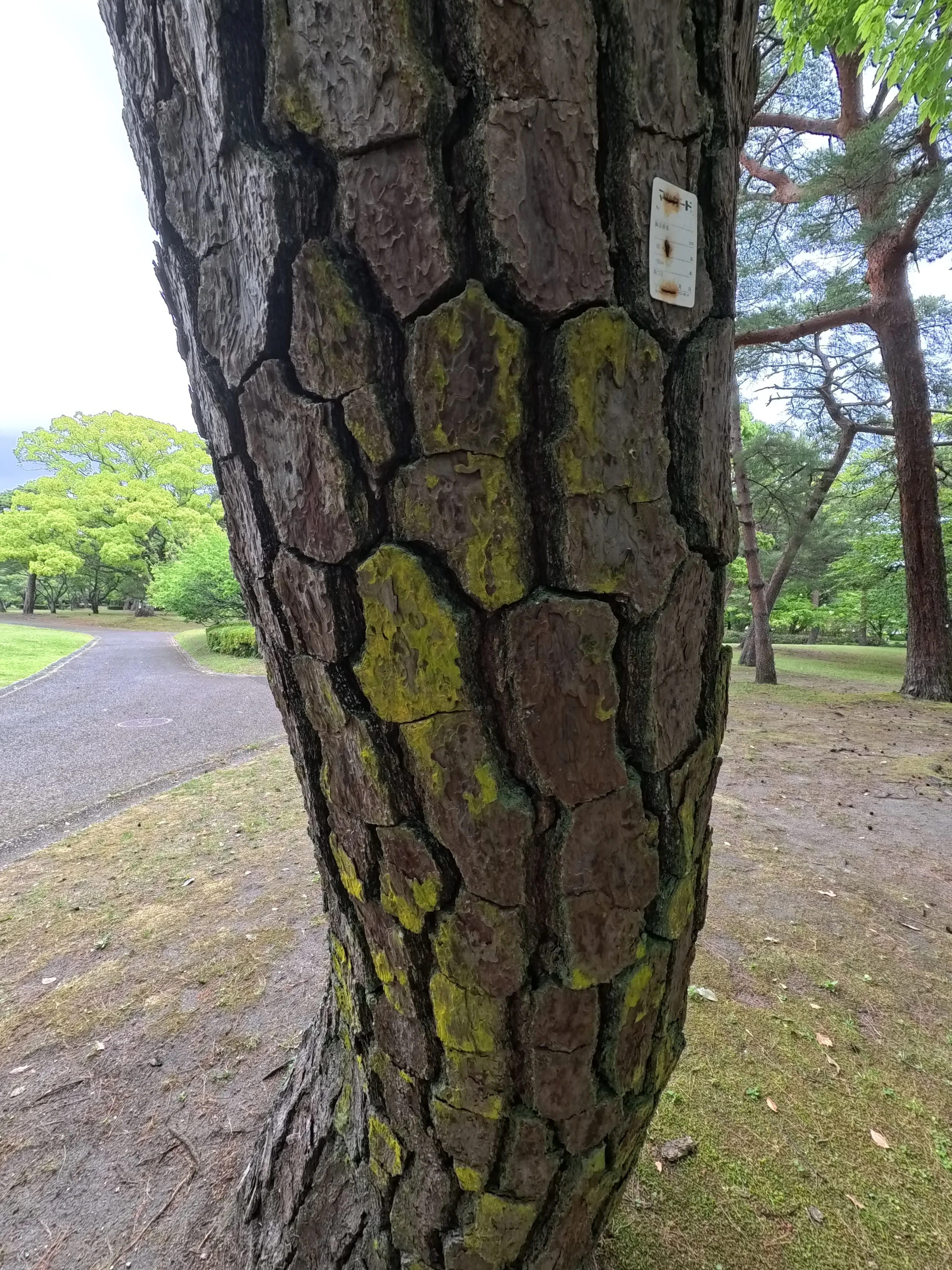 Beppu Park Tree