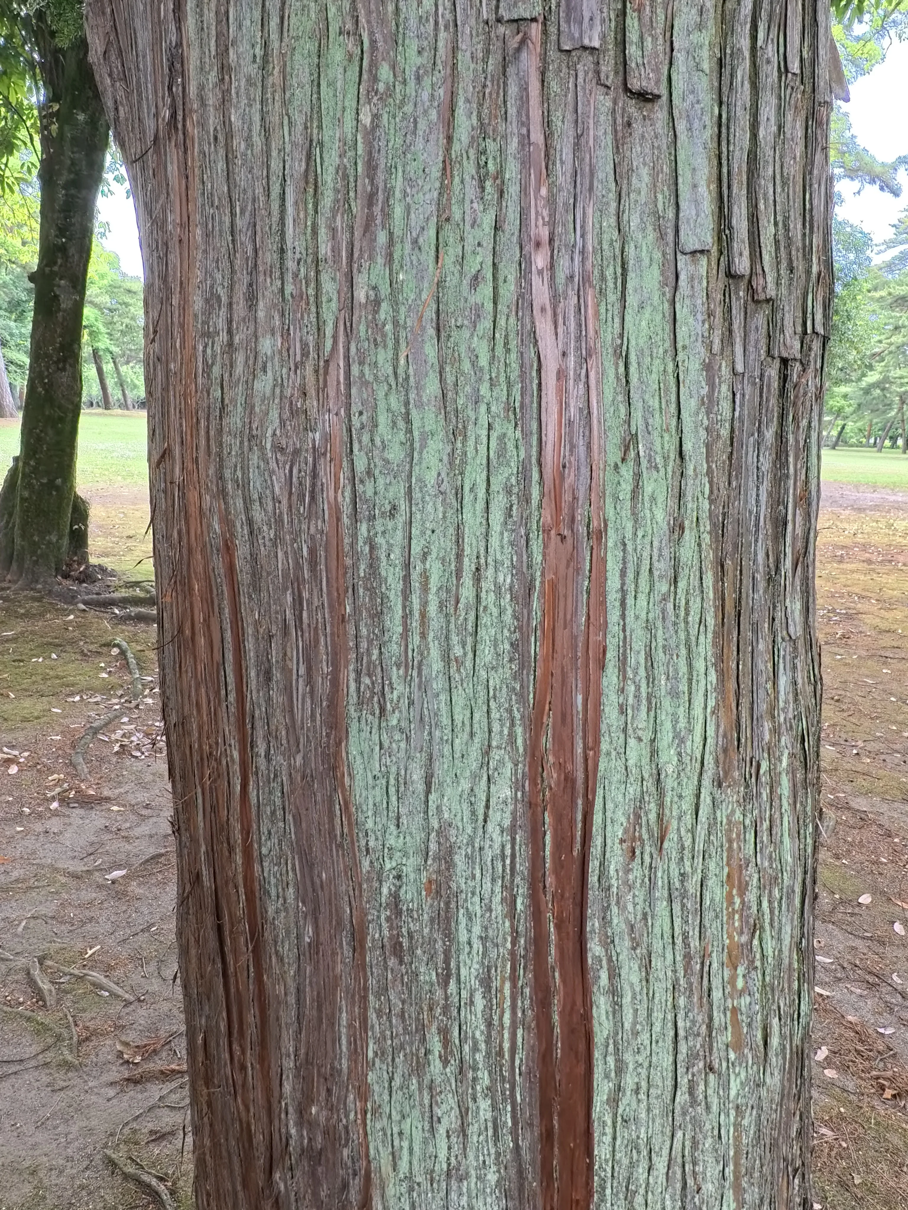 Beppu Park Tree