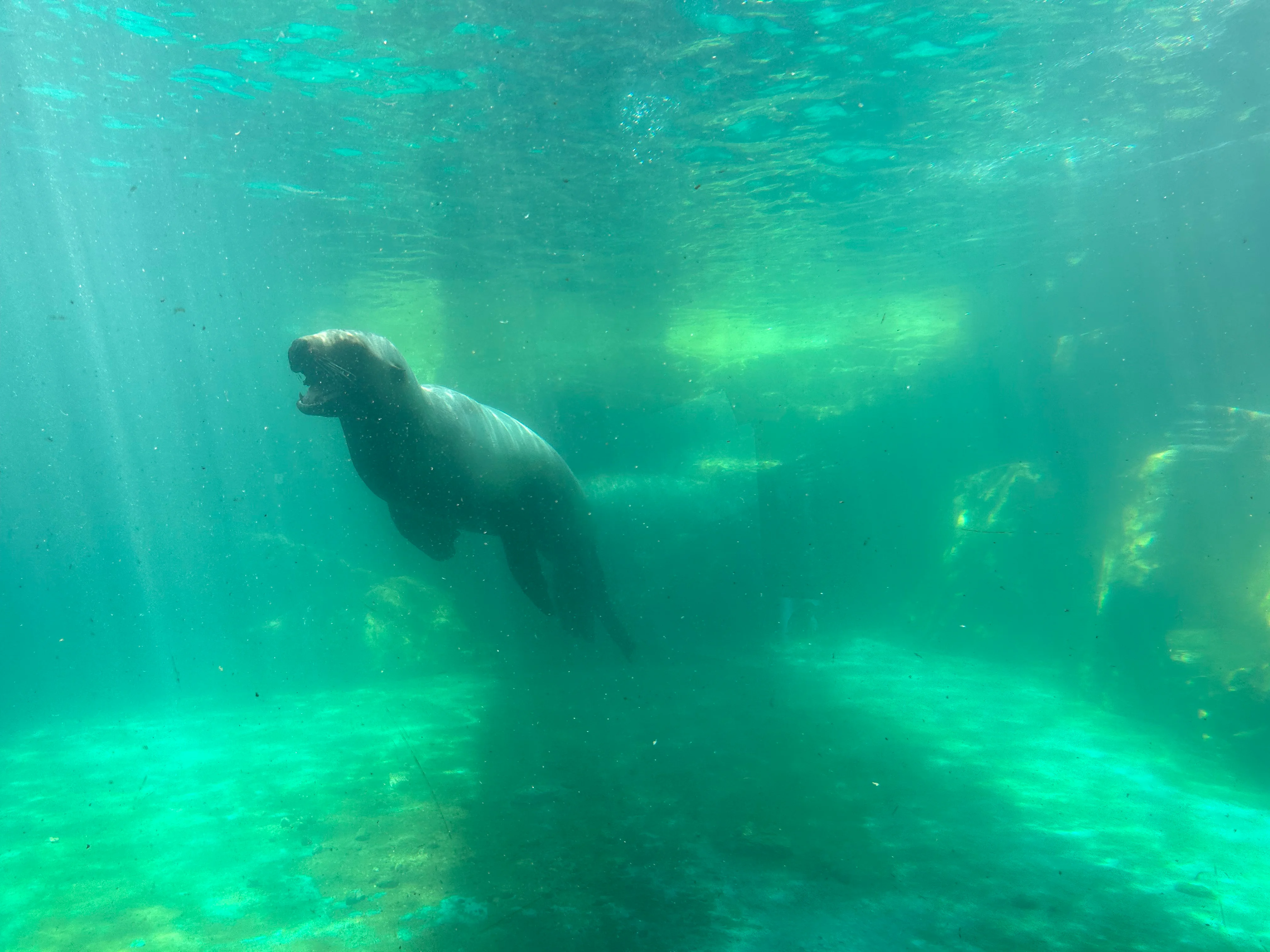 Walrus